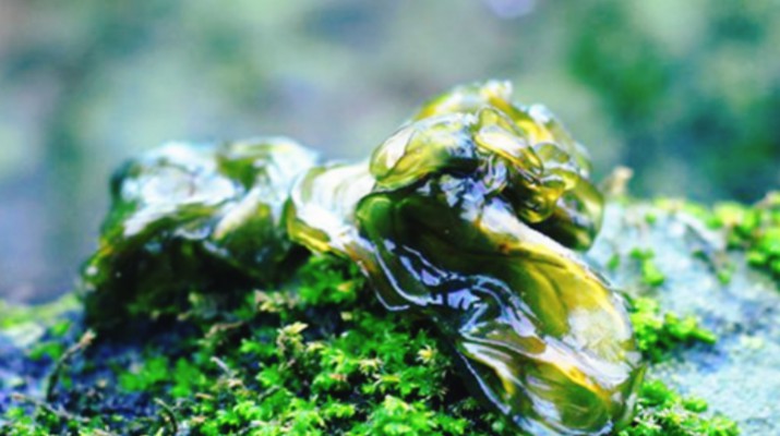 享游渭河源丨舌尖上的渭河源，野菜飄香的春日盛宴