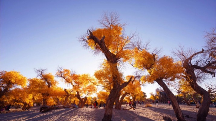 踏歌而行，文旅融合綻芳華——甘肅文旅產(chǎn)業(yè)集團(tuán)六年發(fā)展紀(jì)實